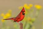 USA-South Texas Northern cardinal Art Print